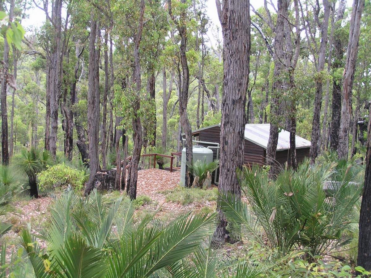 Jarrah trees tower over the campsite.